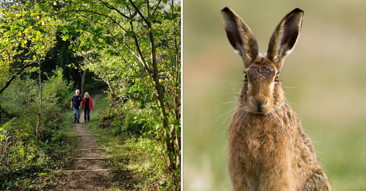 Couple walking at Castle Eden Dene and a European Hare.